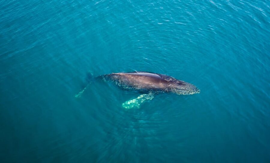 San Diego: Whale and Dolphin Watching Speedboat Tour - Who will enjoy this San Diego boat trip?