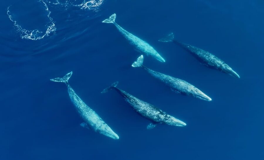 San Diego: Whale and Dolphin Watching Speedboat Tour - Three hours searching San Diego’s Pacific waters