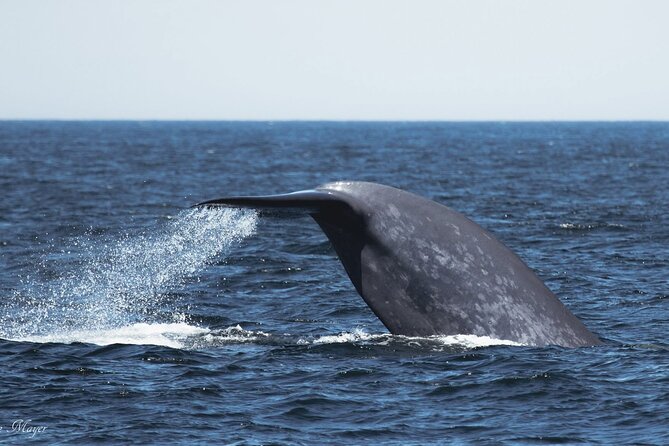 San Diego Whale/Dolphin Watching Cruise Aboard Luxury Vessel - The crew turns searching into part of the trip