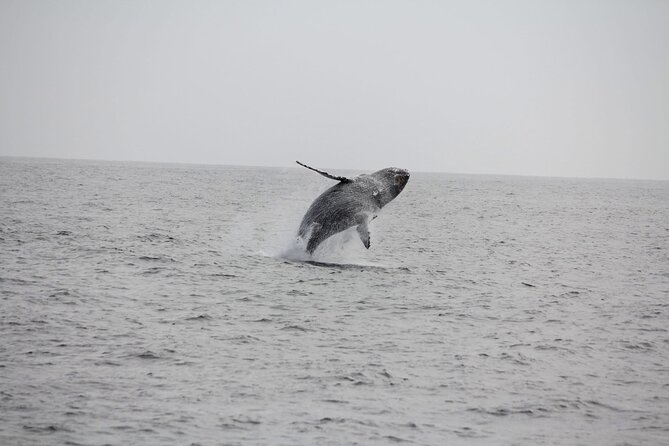 San Diego Whale/Dolphin Watching Cruise Aboard Luxury Vessel - What you might see from San Diego’s coast