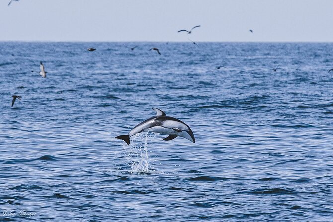 San Diego Whale/Dolphin Watching Cruise Aboard Luxury Vessel - Who will enjoy this cruise most