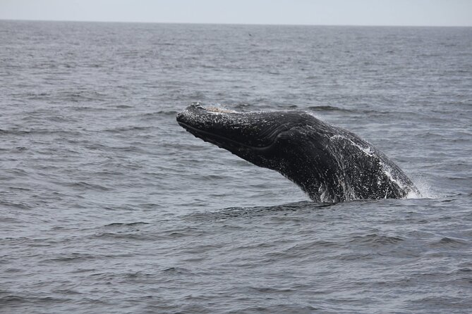 San Diego Whale/Dolphin Watching Cruise Aboard Luxury Vessel - Booking, weather, and cancellation details