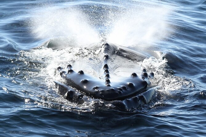 San Diego Whale/Dolphin Watching Cruise Aboard Luxury Vessel - What Peregrine feels like underway