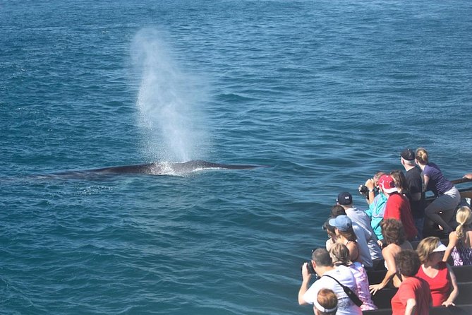 San Diego Whale Watching Cruise - Leaving the San Diego pier for open water