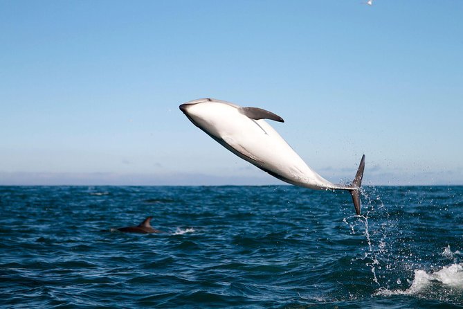 San Diego Whale Watching Cruise - Gray whales, humpbacks, and the luck factor