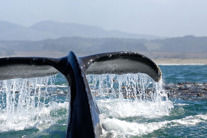San Diego Whale Watching Cruise - Is $54 a good value?