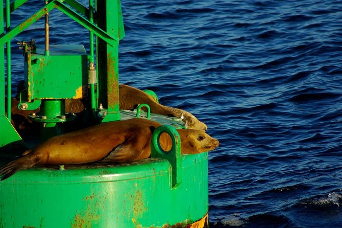 San Diego Whale Watching Cruise - Booking, cancellation, and practical details