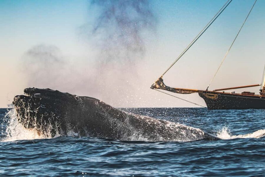San Diego: Whale Watching Cruise on the Yacht America - Key things to know before you book