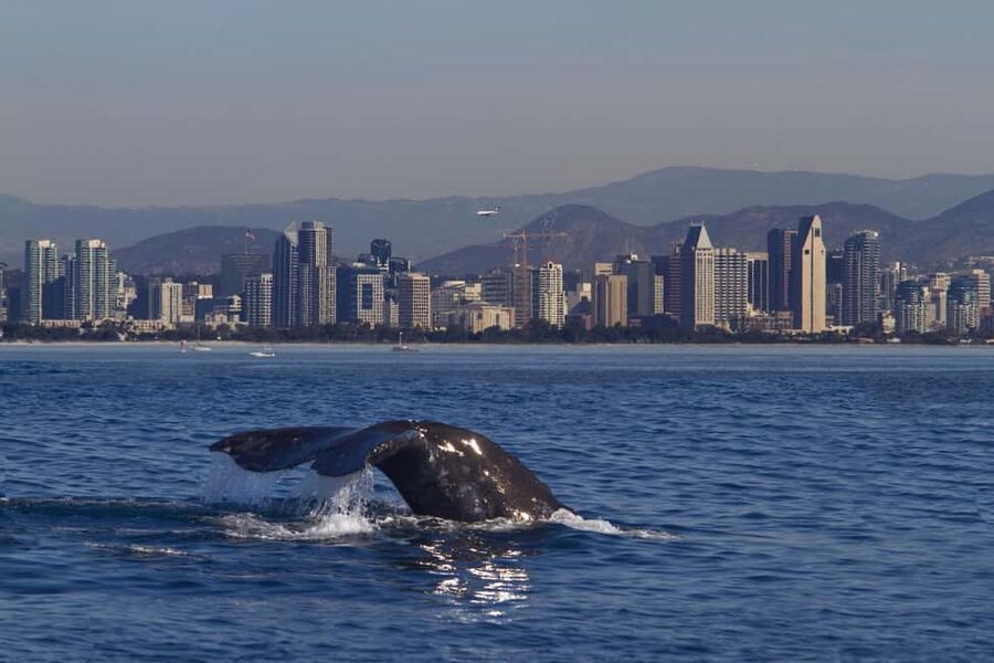 San Diego: Whale Watching Cruise on the Yacht America - Boarding at Shelter Island Drive