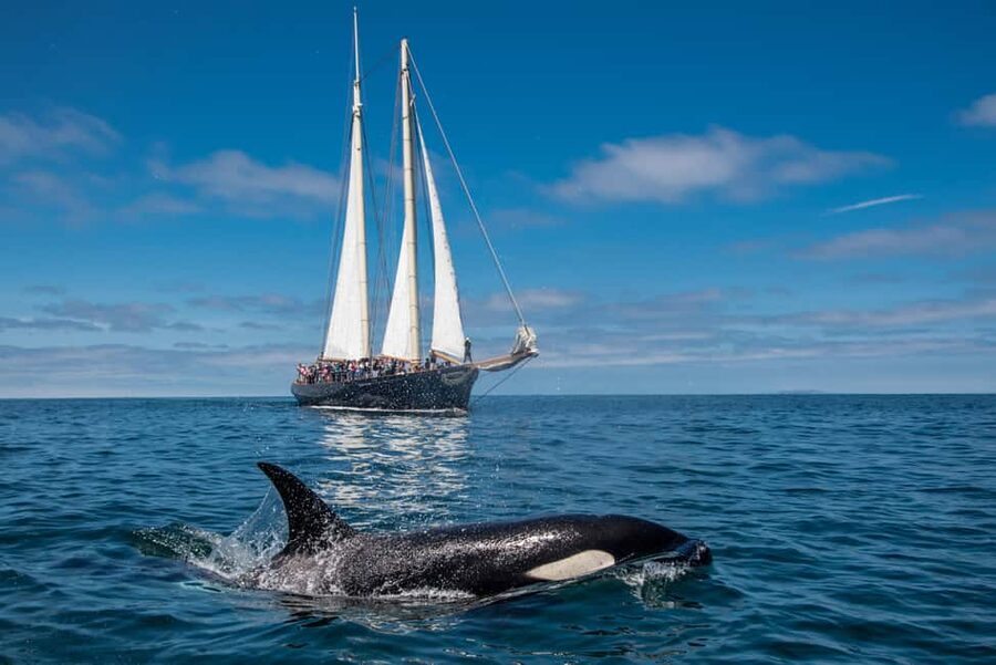 San Diego: Whale Watching Cruise on the Yacht America - Four hours searching the Pacific