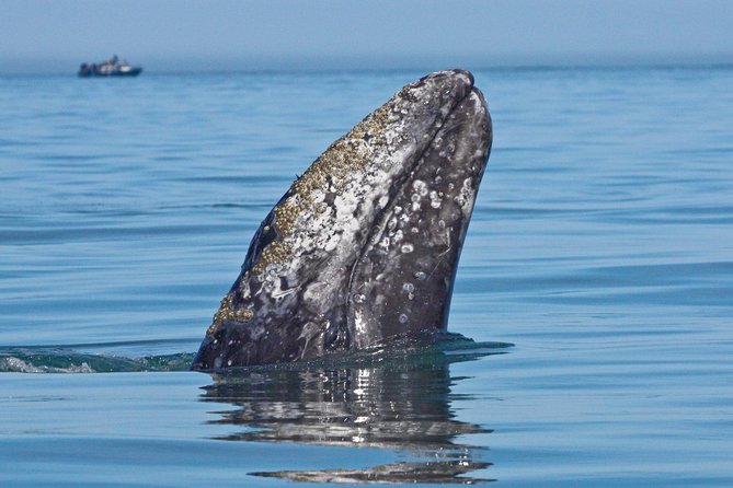 San Diego: Whale Watching Cruise - What the search for whales feels like