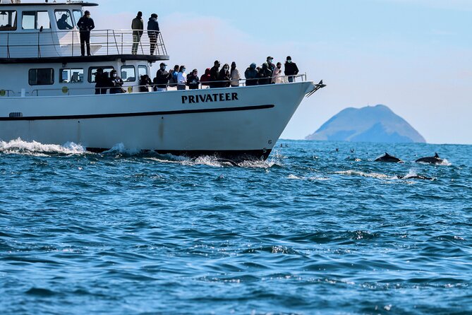 San Diego Whale Watching & Dolphin Cruise - Key things to know before you book