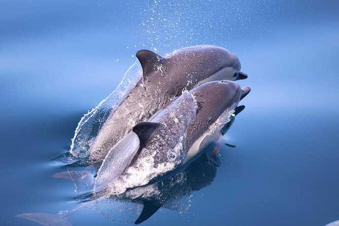 San Diego Whale Watching & Dolphin Cruise - Leaving Mission Bay from Quivira Road