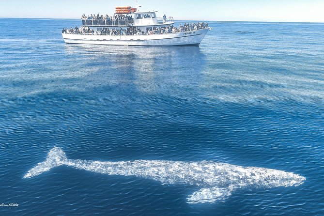 San Diego Whale Watching & Dolphin Cruise - Mission Beach, Belmont Park, and the bay ride
