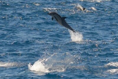 San Diego Whale Watching & Dolphin Cruise
