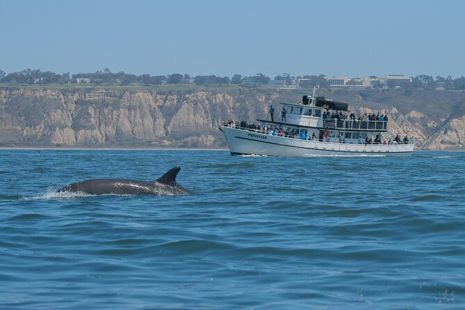 San Diego Whale Watching & Dolphin Cruise - The turn toward whales, dolphins, and sea lions