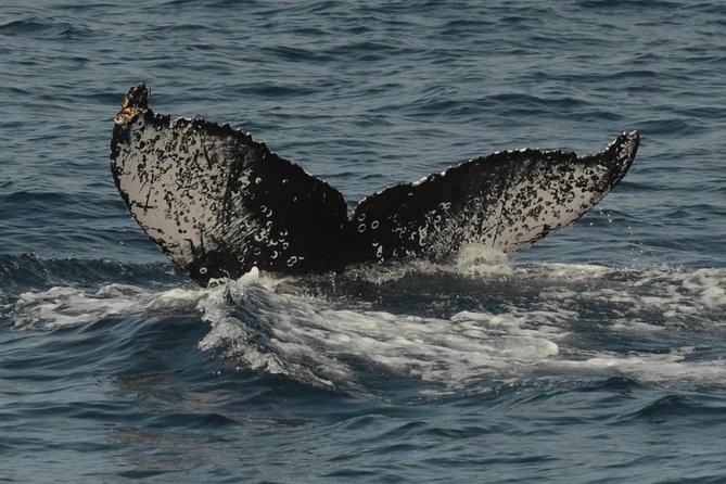San Diego Whale Watching & Dolphin Cruise - What the $71 price really includes