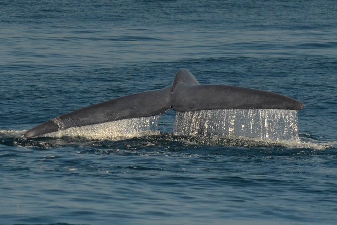 San Diego Whale Watching & Dolphin Cruise - Choosing a seat and dressing for the ocean