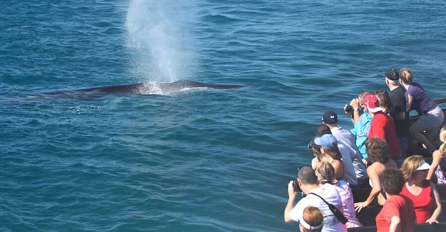San Diego: Whale Watching Tour - Flagship Cruises & Events - Leaving San Diego Bay for the Open Ocean