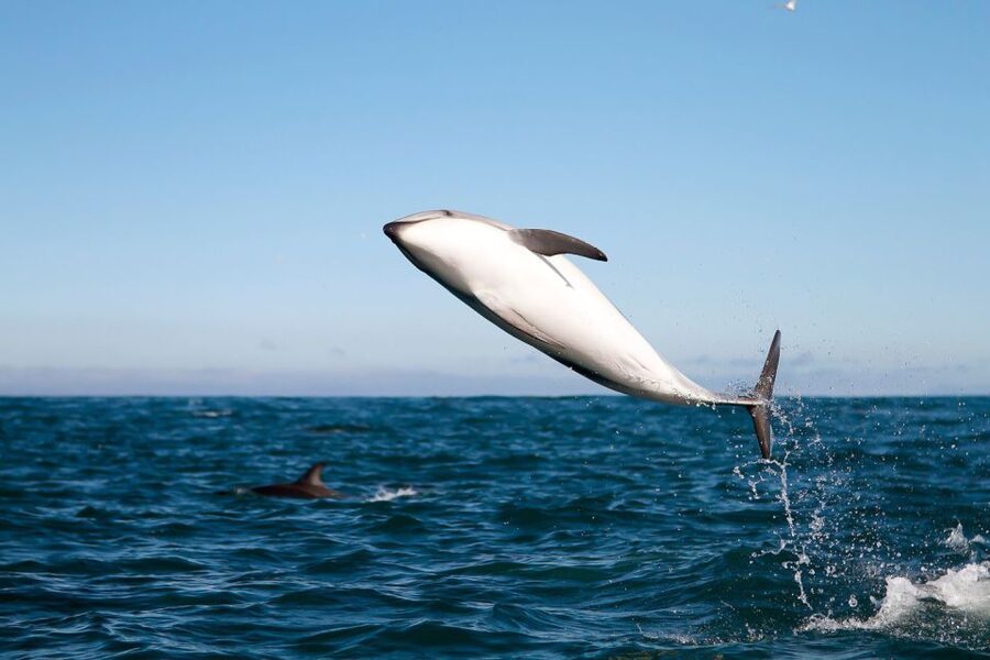 San Diego: Whale Watching Tour - Flagship Cruises & Events - Following the Gray Whale Migration