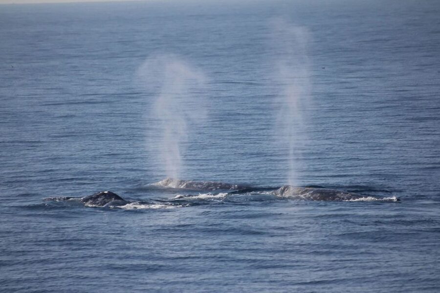 San Diego: Whale Watching Tour - Flagship Cruises & Events - Three and a Half Hours on a Moving Boat