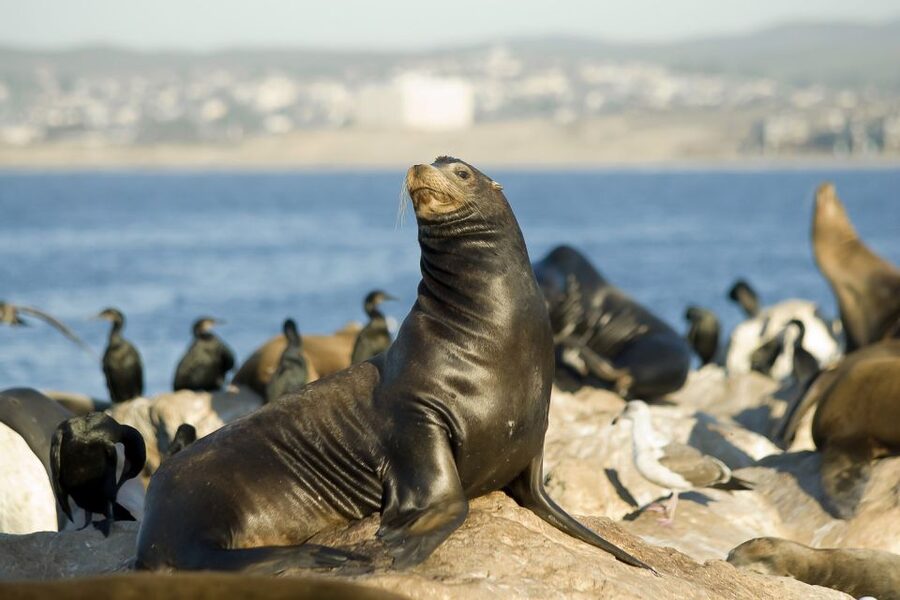 San Diego: Whale Watching Tour - Flagship Cruises & Events - What the $54 Price Really Buys