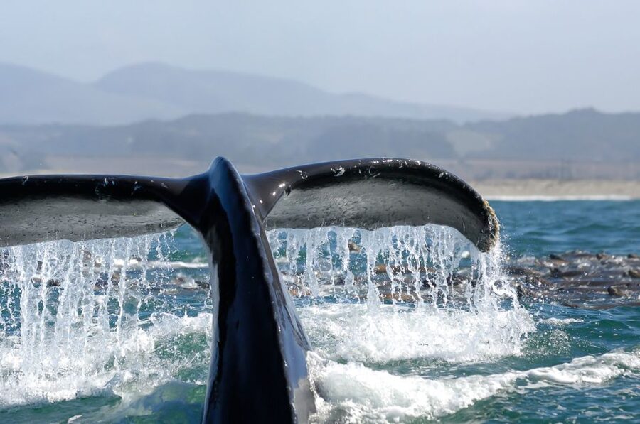 San Diego: Whale Watching Tour - Flagship Cruises & Events - Should You Book the Flagship Whale Cruise?