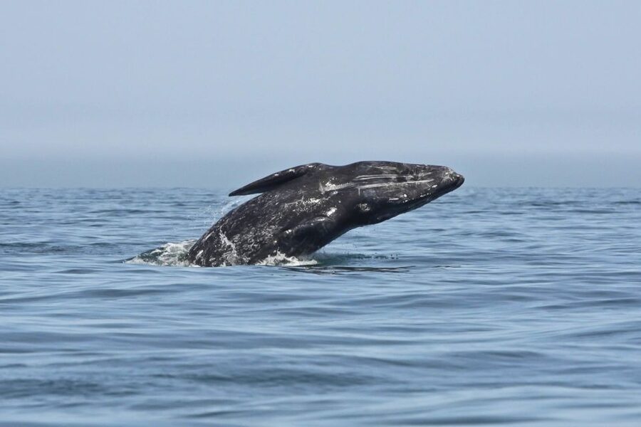 San Diego: Whale Watching Tour - Flagship Cruises & Events - FAQ