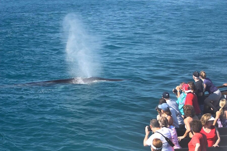 San Diego: Whale Watching Tour - Flagship Cruises & Events - Dolphins, Sea Lions, and the Wildlife Between Whales