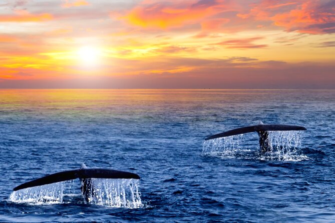 San Jose del Cabo Small-Group Sunrise Whale Watching - Key points at a glance