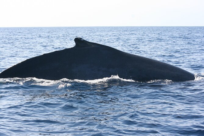 San Jose del Cabo Small-Group Sunrise Whale Watching - Sunrise scenery and the Cabo Arch question