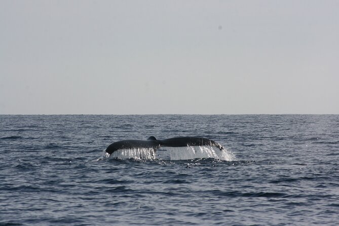 San Jose del Cabo Small-Group Sunrise Whale Watching - Safety, comfort, and the captain’s role
