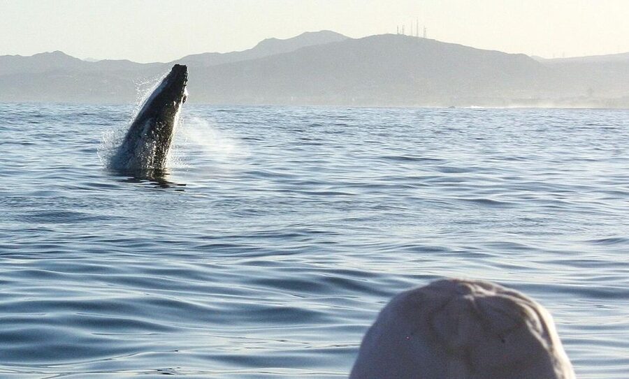 San Jose del Cabo Sunset Whale Watching - Booking flexibility and languages
