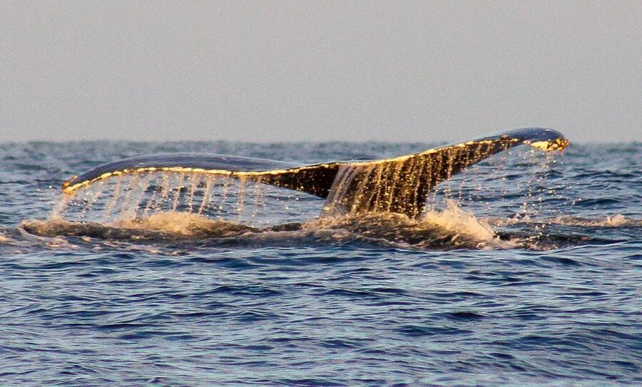 San Jose del Cabo Sunset Whale Watching - Why a San Jose del Cabo sunset cruise feels different
