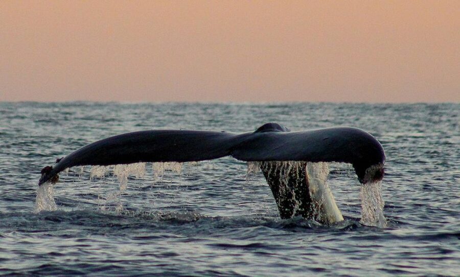 San Jose del Cabo Sunset Whale Watching - Louisa, whale knowledge, and the value of a good guide