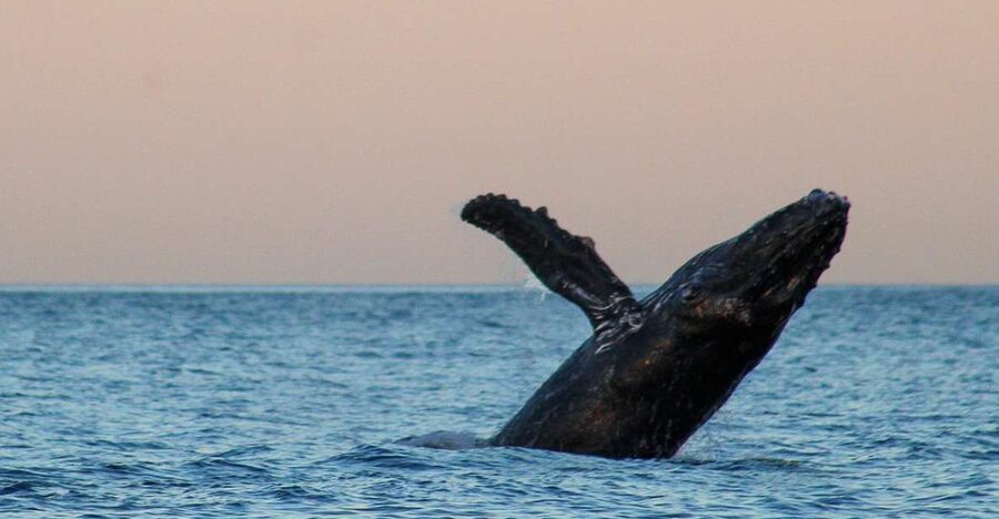 San Jose del Cabo Sunset Whale Watching - Comfort details that matter on the water