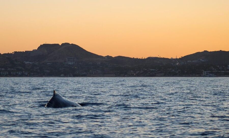 San Jose del Cabo Sunset Whale Watching - Is $100 a fair price?