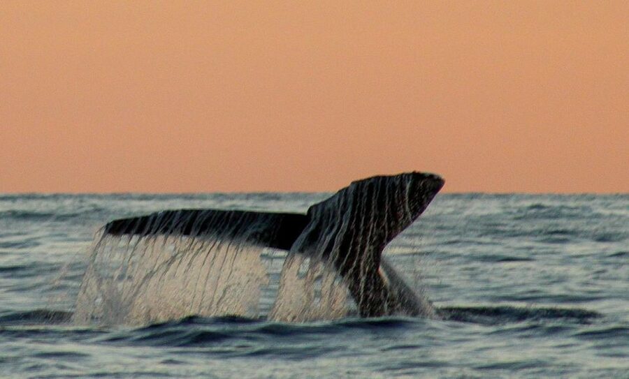 San Jose del Cabo Sunset Whale Watching - How the sunset timing affects whale sightings