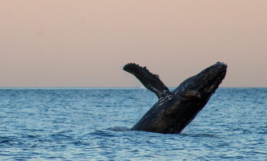 San Jose del Cabo Sunset Whale Watching - Meeting near the marina and getting oriented