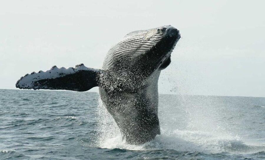 San Jose del Cabo Whale Watching - Key points to know before booking