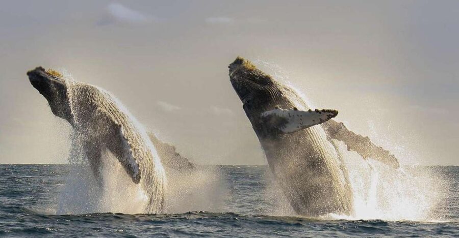 San Jose del Cabo Whale Watching - Why San Jose del Cabo is a good place for whale watching