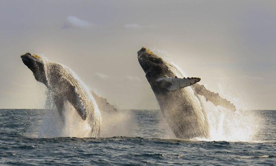 San Jose del Cabo Whale Watching - The first minutes on the boat