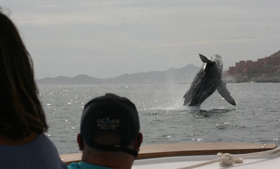 San Jose del Cabo Whale Watching - Listening beneath the surface with a hydrophone