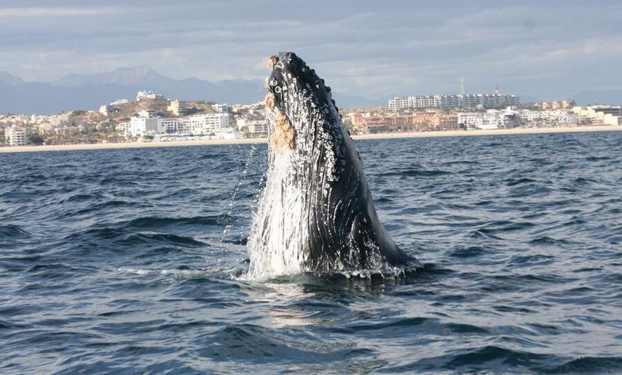 San Jose del Cabo Whale Watching - The crew makes a real difference