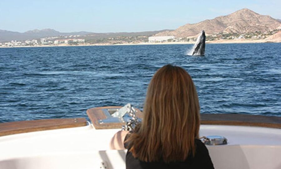 San Jose del Cabo Whale Watching - Free photos are a genuine bonus