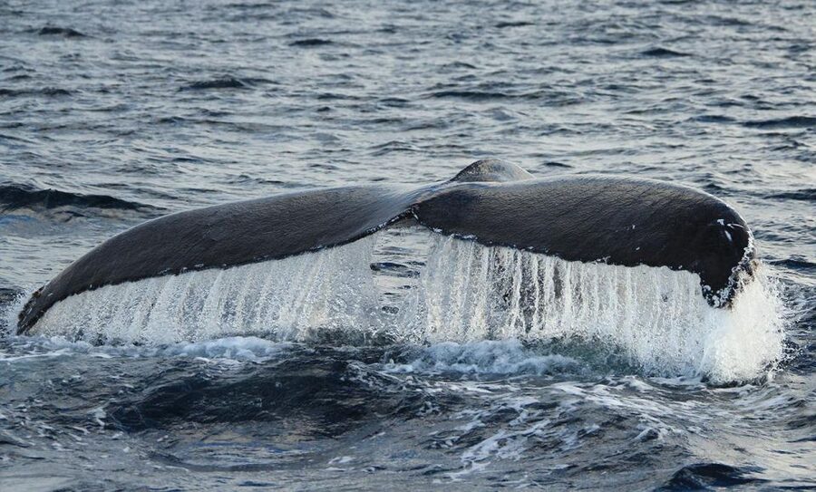 San Jose del Cabo Whale Watching - Comfort, motion, and who should skip it