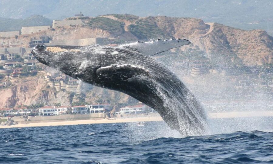San Jose del Cabo Whale Watching - Is $95 a fair price?