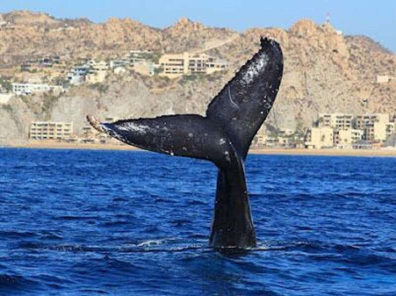 San José del Cabo: Whale Watching Experience - Key points to know before booking