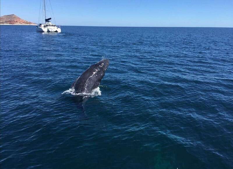 San José del Cabo: Whale Watching Experience - Meeting the boat at Open Water Expeditions