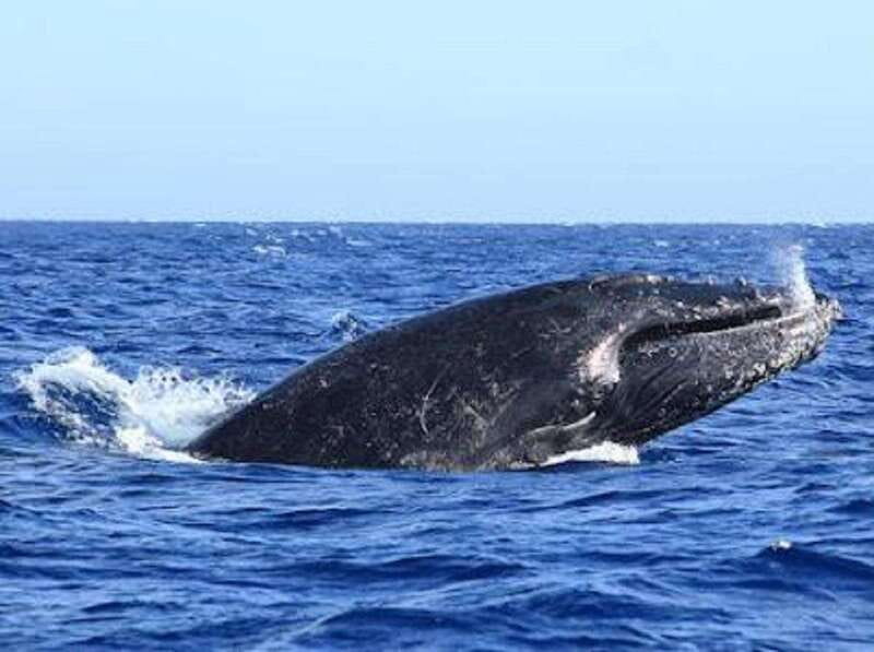 San José del Cabo: Whale Watching Experience - Breaches, tail raises, and quiet surface moments